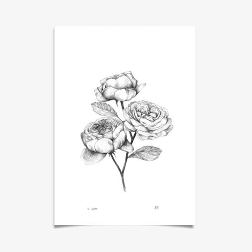 Rose art print
